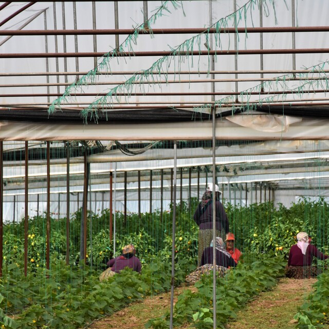 "Yeni sezonda ucuz sebze, meyve hayal"