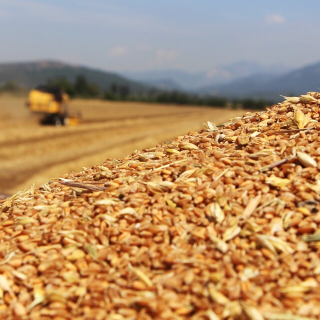 TMO'ya 6 üründe sıfır gümrükle ithalat kotası tanındı