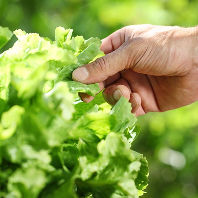 Şubat ayının zam şampiyonu marul