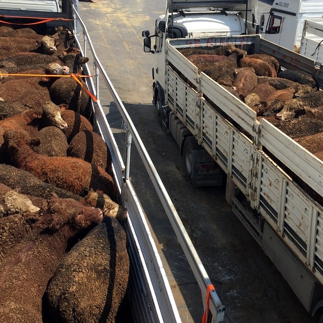 İspanya'dan Lübnan'a gitmesi planlanan hayvanlar Türkiye'den çıktı