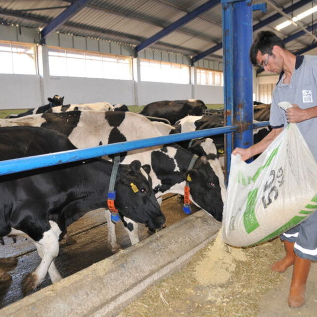 Yem ham maddesinin yüzde 45'ini neden ithal ediyoruz