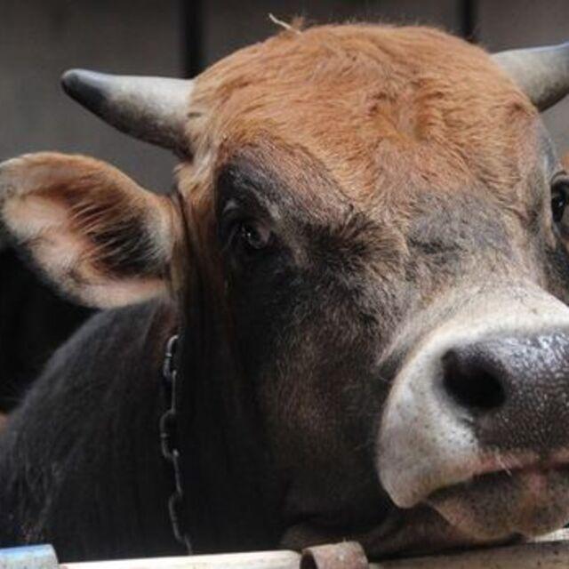 Kurban vekaleti ücreti açıklandı - 6 yıl önce