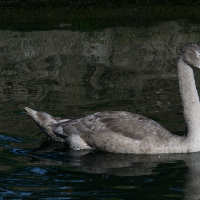 2021 yılının 'gri kuğuları' neler olacak?