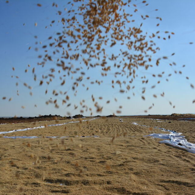 Pirinç ithalatında gümrük vergileri indirildi