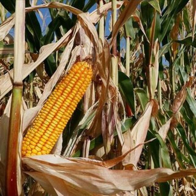 Çin'in rekor talebiyle mısırda 32 yılın en uzun yükselişi