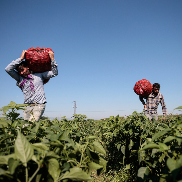 Sözleşmeli tarım modeli için 12 maddelik öneri