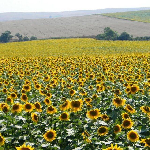 Rusya, ayçiçeği yağı ihracatına yeni vergi hazırlığında