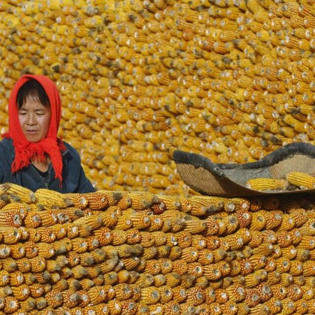 Çin'den yerel hükümetlere tahıl stoklarını artırma çağrısı