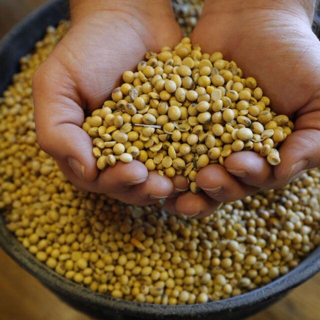 Soya fasulyesi ve mısır fiyatları 8 yılın zirvesinde - 5 yıl önce