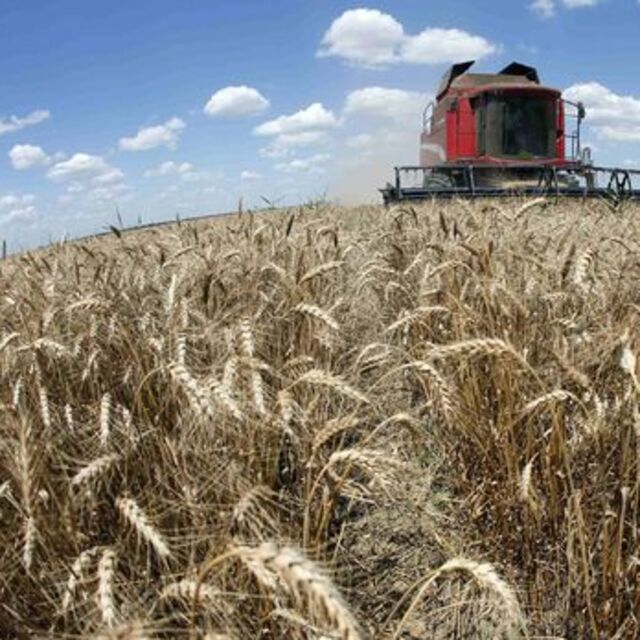 Societe Generale/Haigh: Gıda fiyatlarında yılın geri kalanında düşüş bekliyoruz