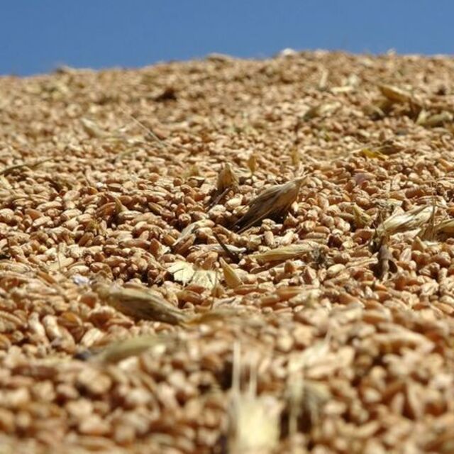 Hububat ve bakliyatlarda gümrük vergisi sıfırlandı