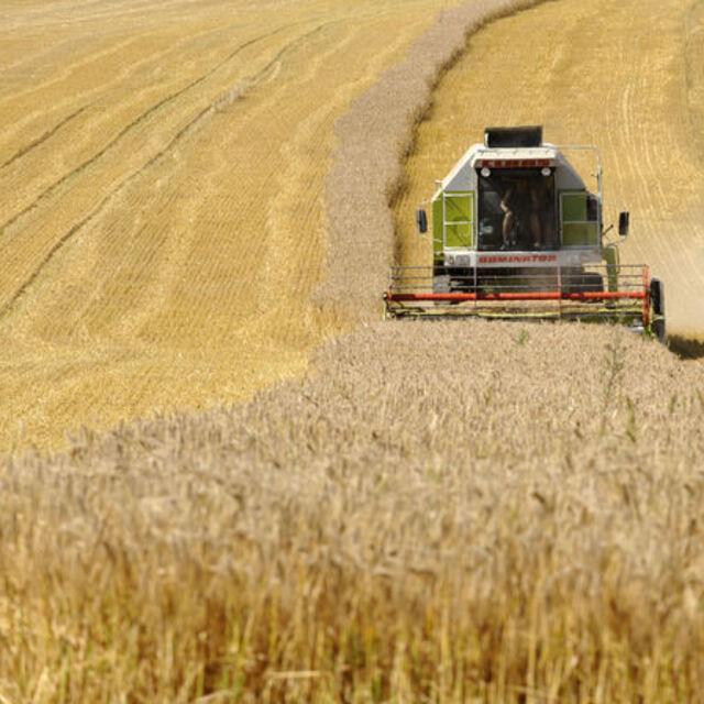 Türkiye 310 bin tonluk arpa ithalatına hazırlanıyor