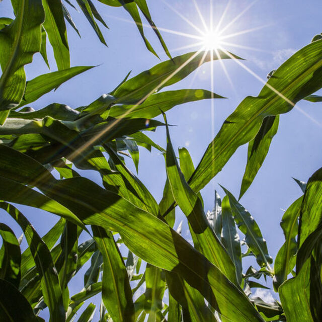 Türkiye 325 bin ton mısır ithal etti