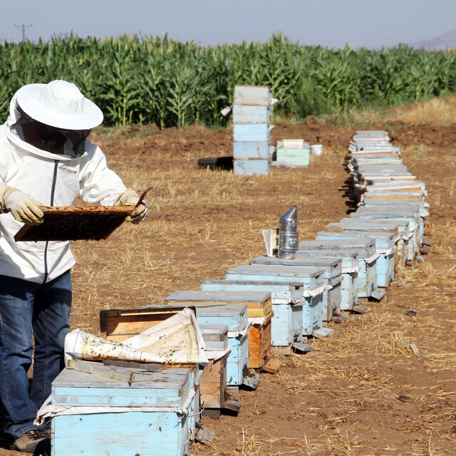 "Bu yıl bal sattığımız fiyata gelecek yıl bal üretemeyecek hale geldik"
