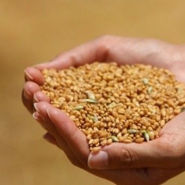 TMO buğday ithalatı için iki ayrı ihale açtı