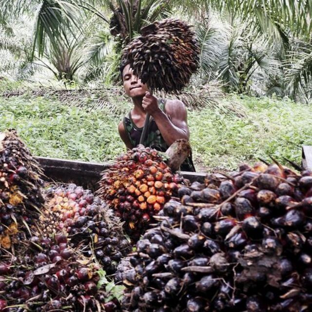 Endonezya rafine palm yağı ihracatına uyguladığı yasağı genişletebilir