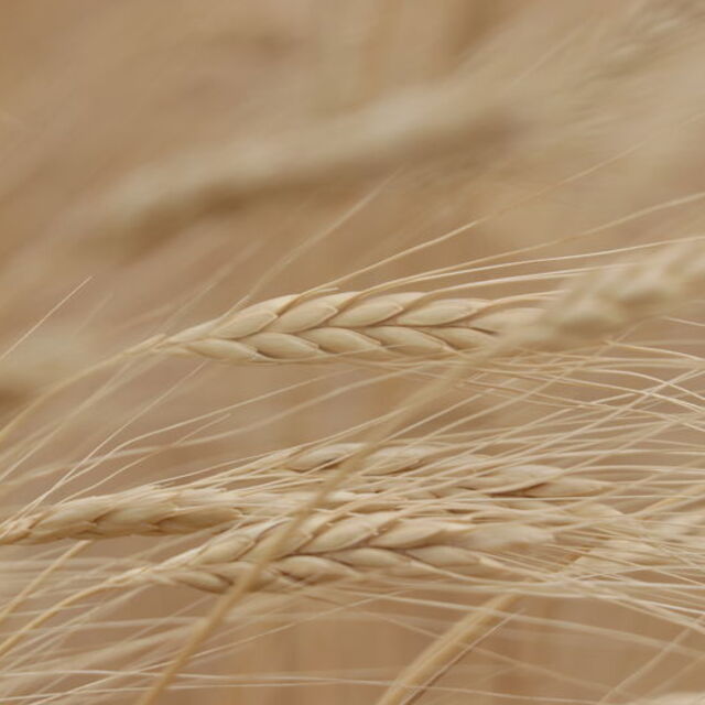 Rus saldırısı sonrası buğday fiyatları sıçradı