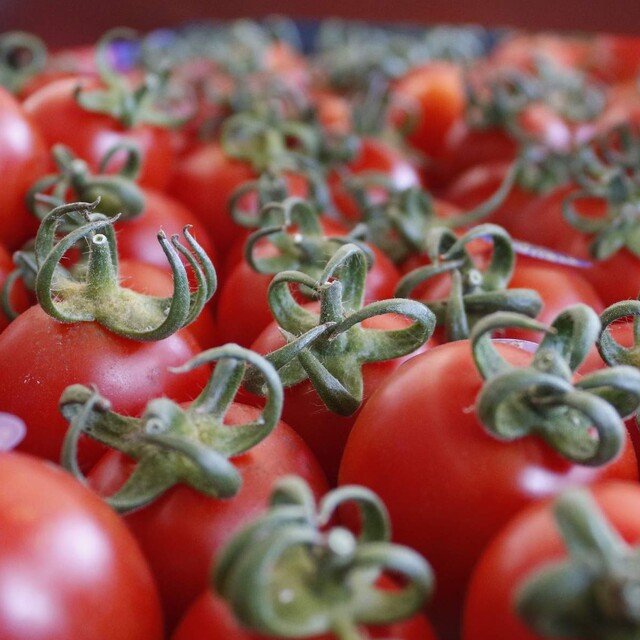 "Bu kış domates 50 TL olacak"