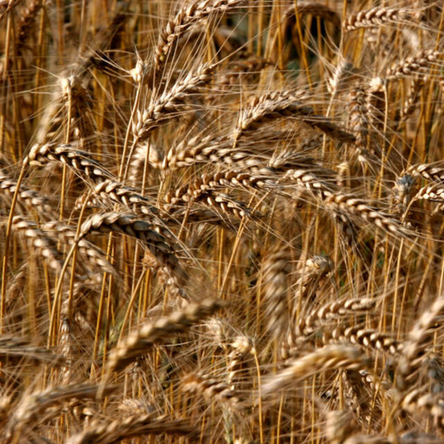 Küresel gıda fiyatları düşüşünü beşinci aya taşıdı