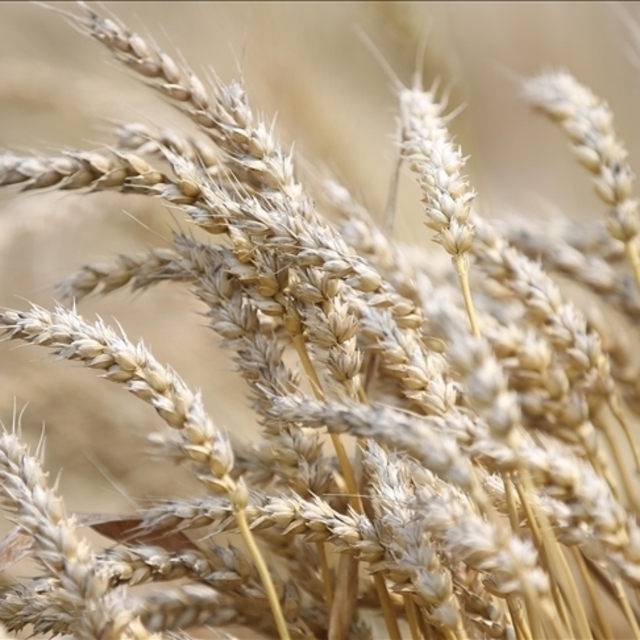 Veriler Putin'in tahıl koridoru eleştirisini desteklemiyor