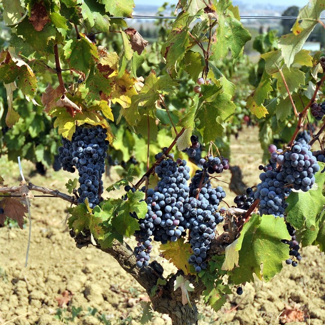 Üzümde kaçan milyar dolarlık fırsat