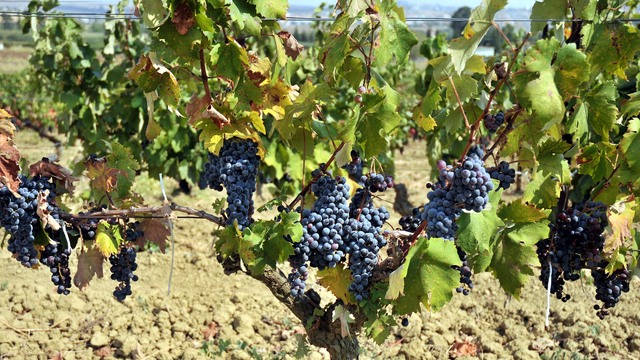 Üzümde kaçan milyar dolarlık fırsat