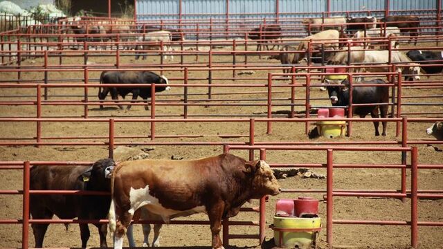 Besicilerden kırmızı et piyasasının geleceğine yönelik uyarılar