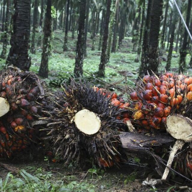 AB'den palm yağı ithalatına darbe