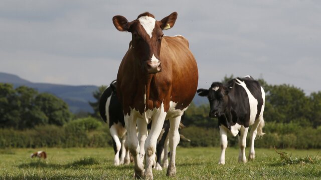 Hayvancılıkta 3 yanlış 1 doğruyu götürdü