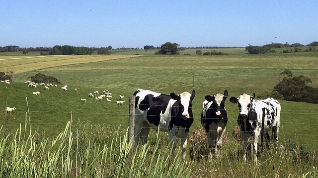 Et ve sütte bizi nasıl bir enflasyon bekliyor?