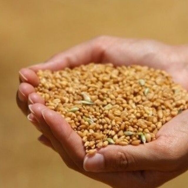 Buğday fiyatları Rus saldırısıyla sıçradı