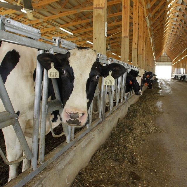 Çiğ sütün üretim maliyeti yüzde 2,8 düştü