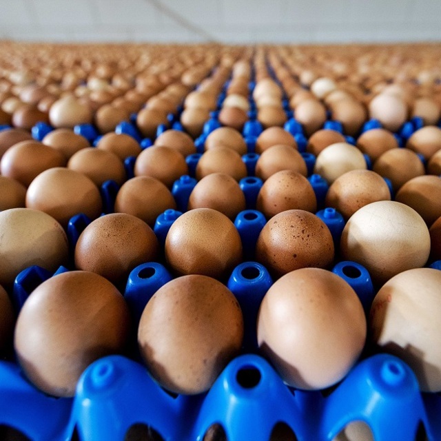 ABD'nin yumurta krizi Türkiye'nin fırsatı oldu