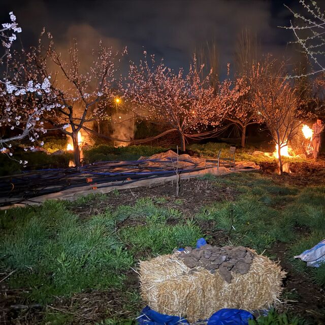 Zirai don afeti birçok tarım ürününü vurdu