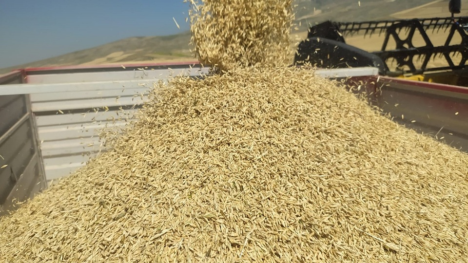 TMO, arpa ithalatına ilişkin ihalede en uygun teklifleri belirledi