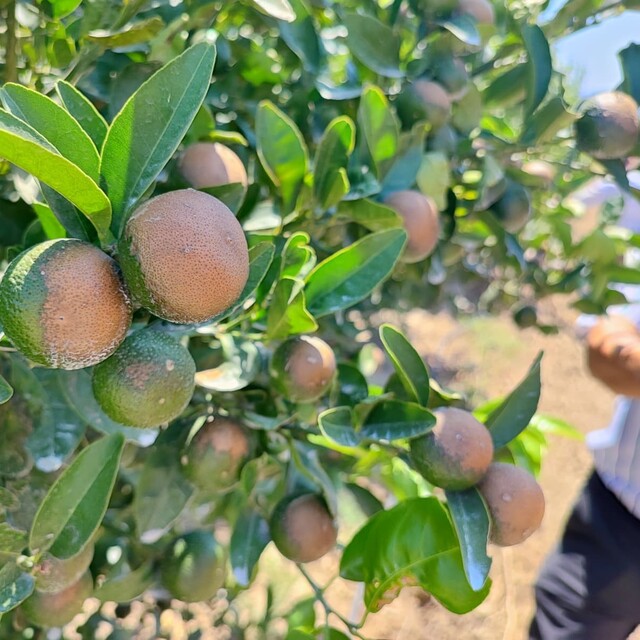 Rekor sıcaklar Çukurova'da narenciye ürünlerini yaktı