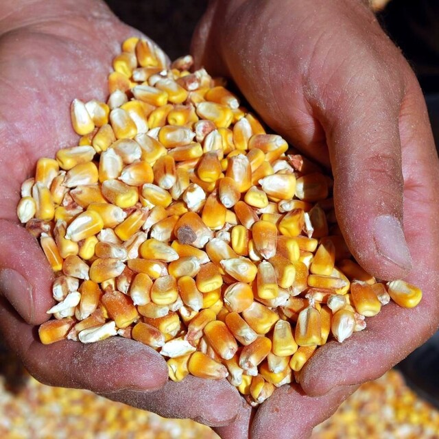 TMO mısır alım fiyatını açıkladı