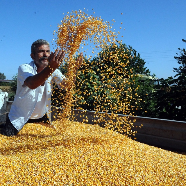 TMO'nun mısır alım fiyatına çiftçiden tepki geldi
