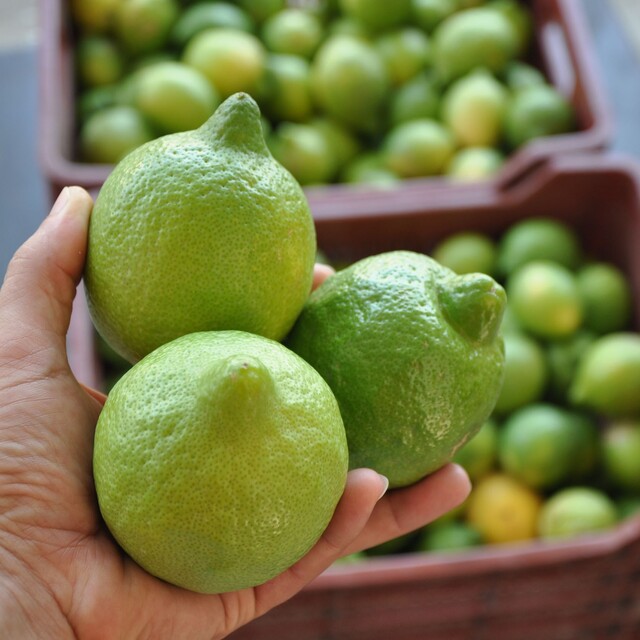 Limon ve elma ihracı kayda bağlandı