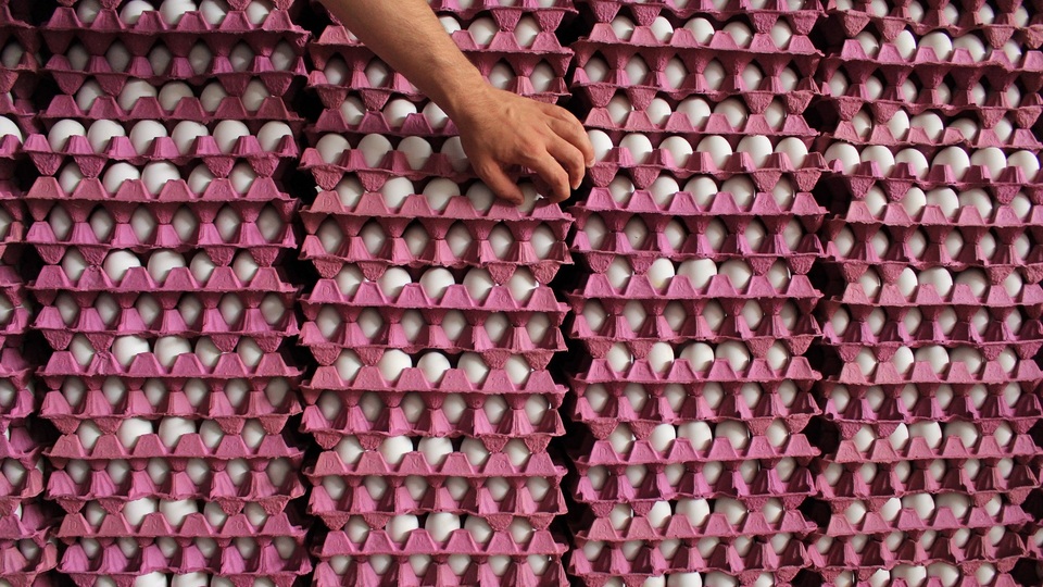 Yumurta üretimi düştü, tavuk eti üretimi arttı | Tarım haberleri