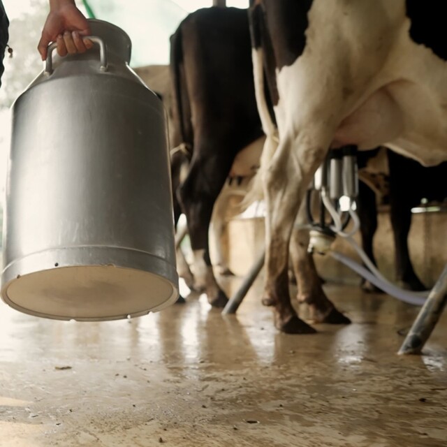 TÜSEDAD, çiğ süt fiyatında yüzde 14,4 artış talep ediyor