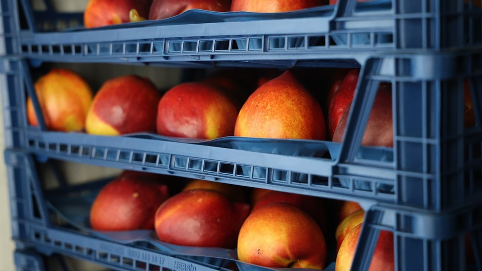 USDA: Türkiye şeftali ve nektarin ihracatında liderliği kaybediyor | Tarım haberleri