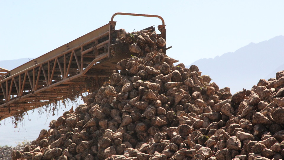 Türkşeker pancar alım fiyatını açıkladı | Tarım haberleri