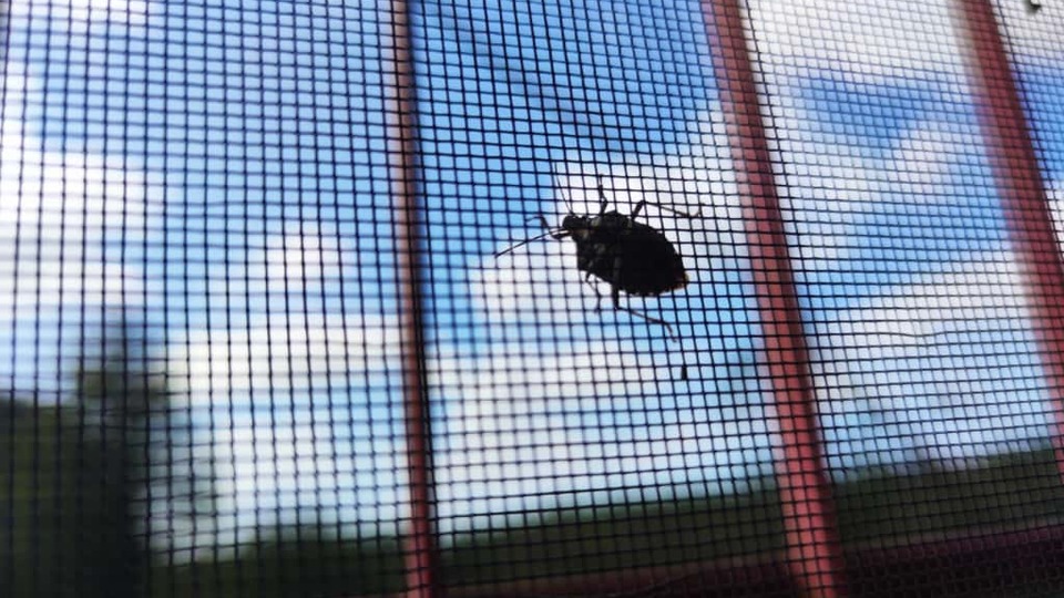 Kahverengi kokarca Karadeniz'de ev ve araçları istila etti | Tarım haberleri