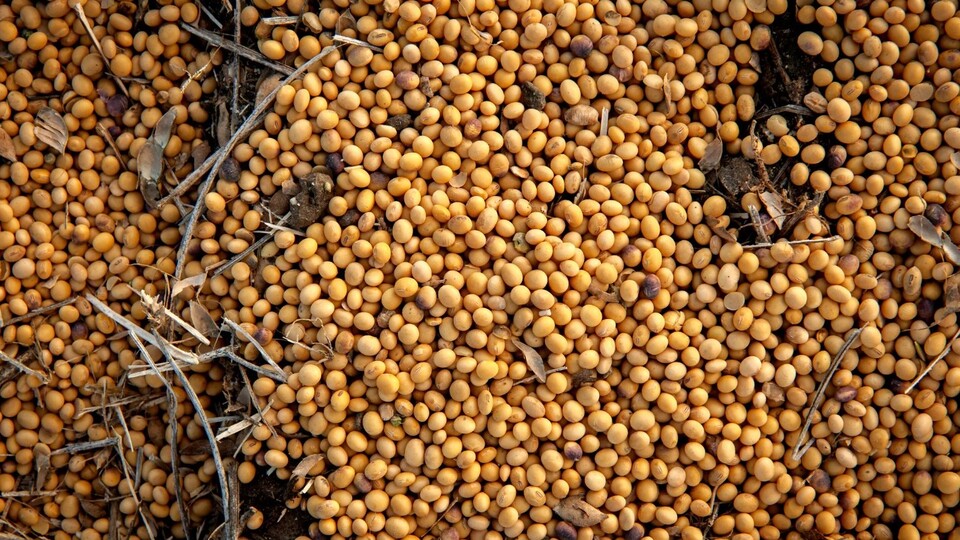 Çin'den ABD'ye 3 yıllık soya fasulyesi taahhüdü | Tarım haberleri