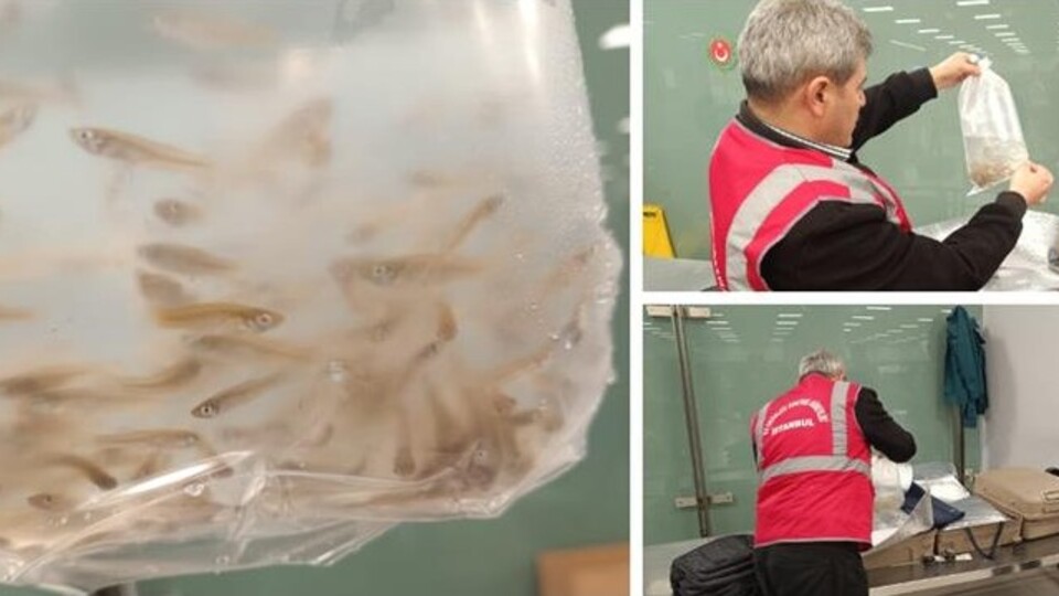 İstanbul Havalimanı'nda 15 bin canlı sivrisinek balığı ele geçirildi | Tarım haberleri