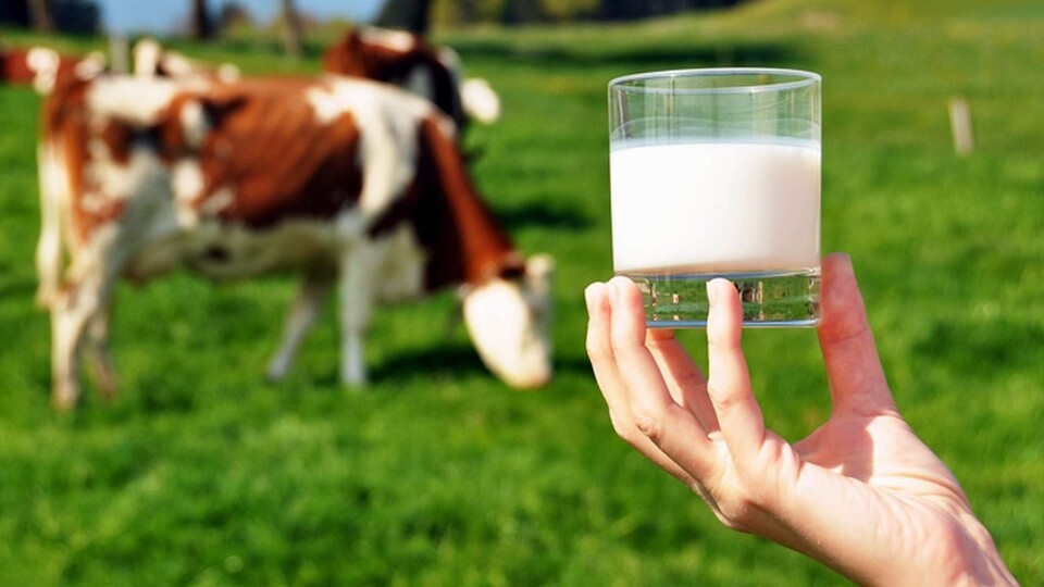 İnek sütünün yağ değerlerine ilişkin yeni karar Resmi Gazete'de yayımlandı | Tarım haberleri