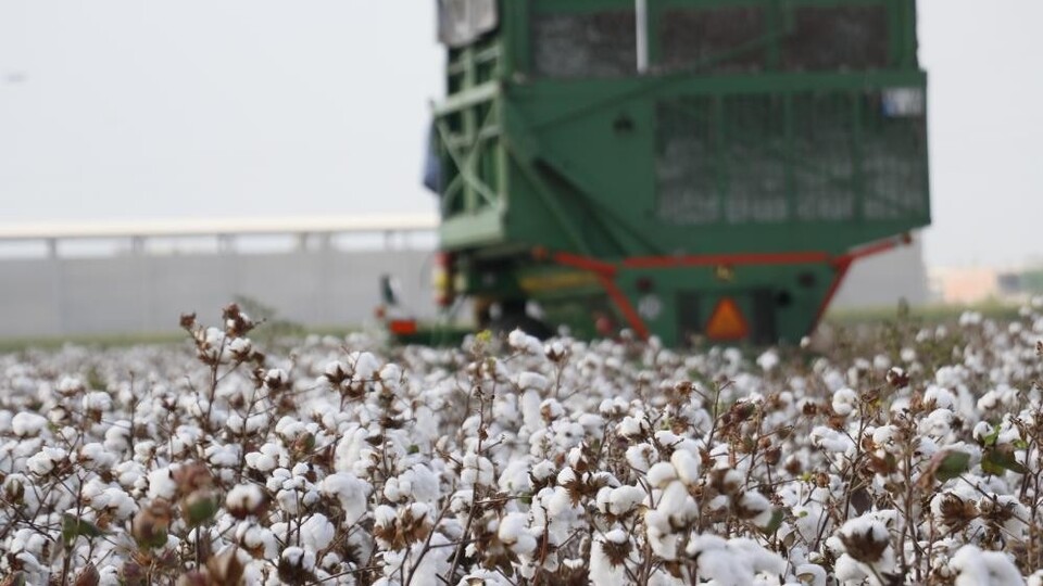 Tariş: Pamuk üreticisi son yılların en kötü sezonunu yaşıyor | Tarım haberleri