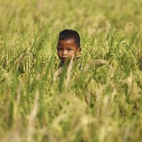 Küresel gıda fiyatları Ekim'de düştü