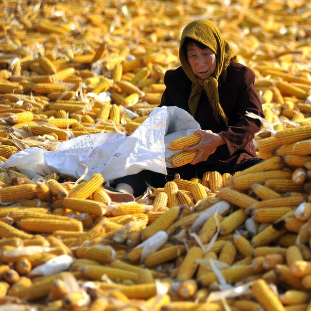 Çin, mısır üretiminde son 76 yılın rekoruna koşuyor